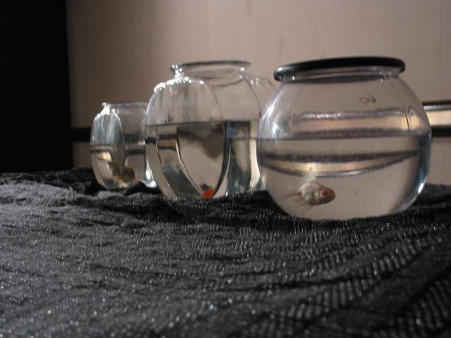 226348037_15a27747b0_o.jpg
